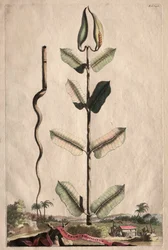 Curiosa Fitografia: Virginian Apocynum