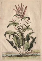 Phytographia Curioso, Lapathum Officin Antiquorum.