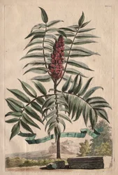 Phytographia Curiosa: Árvore de sumagre
