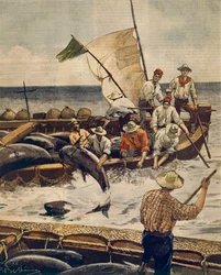 Pesca extraordinária do atum rabilho na Ilha Piana, Sardenha, de Achille Beltrame (1871-1945), de La Domenica del Corriere, 30 de Junho de 1900