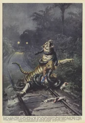 Em plena floresta indiana, um homem espera o trem perto da linha férrea