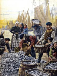 A pesca da sardinha na Bretanha, em 1903, ilustração de Achille Beltrame
