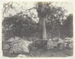 Floresta e rochas, Fontainebleau