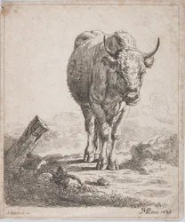 Uma vaca, vista de frente, 1805.