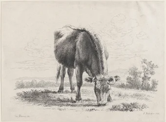 Vaca pastando, 1805., 1805.
