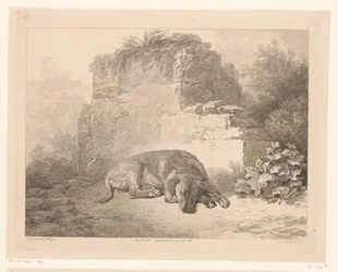 Cão adormecido em frente a uma parede
Animais após pinturas de mestres holandeses (título da série)
Différens animaux gravés d