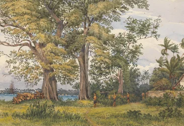 Baía de Apia, Upolu, Ilhas dos Navegadores, [Samoa] da varanda dos meus aposentos de doente, 6 de novembro de 1849