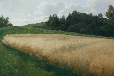 O campo de aveia