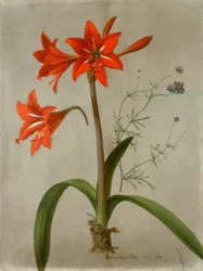 Amaryllis e Gilia