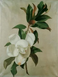 Magnolie