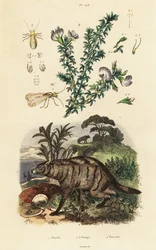 Aardwolf, ervilha e piolho árabe.