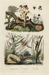 Chaser, skimmer e líquens.,1834-1839 (gravura)
