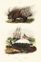 Porco-espinho com crista e búzio de tigre.