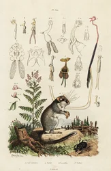 Dormouse, copépodes e besouro. ,1834-1839 (gravura)