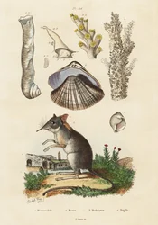 Musaranho elefante, moluscos e corais., 1834-1839 (gravura)