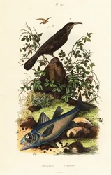 Peixe cardeal preto e peixe cardeal cinzento.