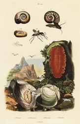 Ostra, vespa-aranha e caracol.