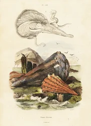 Conchas de caneta ou mexilhões de leque. ,1834-1839 (gravura)