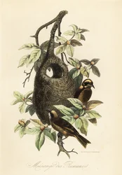 Penduline tit, Remiz pendulinus e ninho de saco