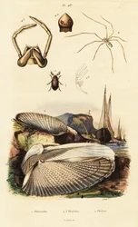 Piddock, molusco, besouro e aranha.
