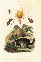Raccoon e carraças.