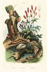 Salamandra, escaravelho e grande queimador.