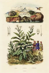 Caracóis marinhos e planta de tabaco. ,1834-1839 (gravura)