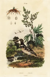 Narceja pintada sul-americana e ruibarbo chinês.
