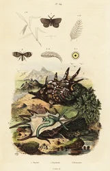 Concha de aranha e moscas de drenagem.