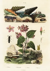 Caracóis trombeta, besouros soldados e Clidemia.,1834-1839 (gravura)