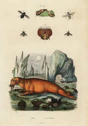 Morsas e moscas. ,1834-1839 (gravura)