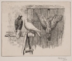 Os pombos