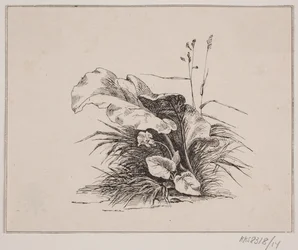 O violino
