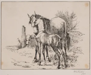O cavalo e o potro