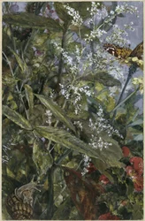 Flores com uma borboleta e um caracol. Do «Álbum infantil»