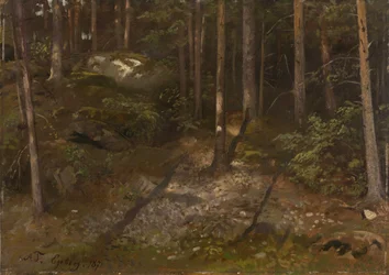 Estudo de floresta