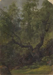 Estudo de floresta de Numedal