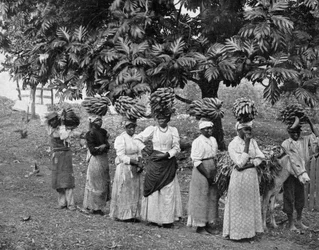 Portadores de banana, Jamaica, c1905
