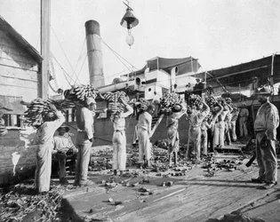 Carregando bananas, Port Antonio, Jamaica, c1905.