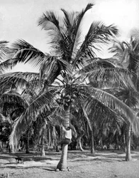 Colheita de cocos, Jamaica, c1905