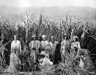 Cortadores de cana-de-açúcar, Jamaica, c1905.