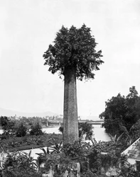 Árvore que cresce para fora a chaminé velha da propriedade do açúcar, Jamaica, c1905.