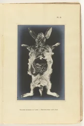 Coelho aberto com os órgãos visíveis Organes internes du lapin -Photography dans l