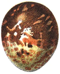 Ovo de um urubu-mel (Pernis apivorus), 1923