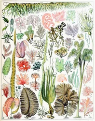 Ilustração de algas e algas marinhas, c. 1923