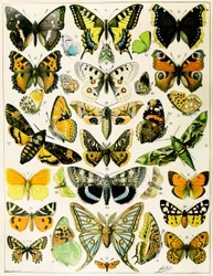 Ilustração de Borboletas e Traças c.1923 (litho)