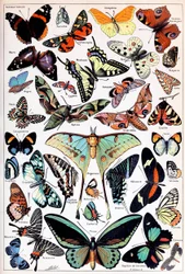 Ilustração de borboletas e traças c.1923