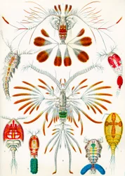 Ilustração, copepods, c.1909