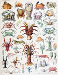 Ilustração de crustáceos c.1923