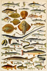 Ilustração de peixes comestíveis, c. 1923